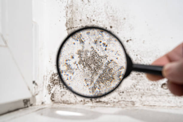 Professional Mold Remediation in Henrietta, TX