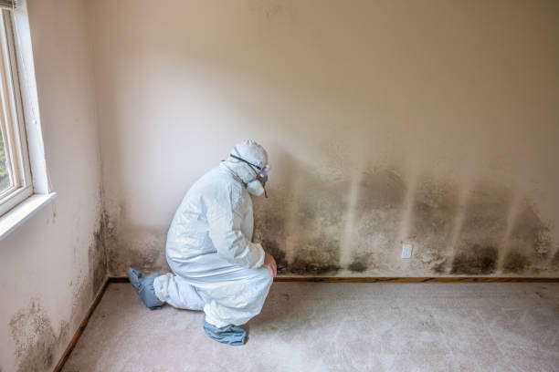 Best Commercial Mold Inspection  in Henrietta, TX